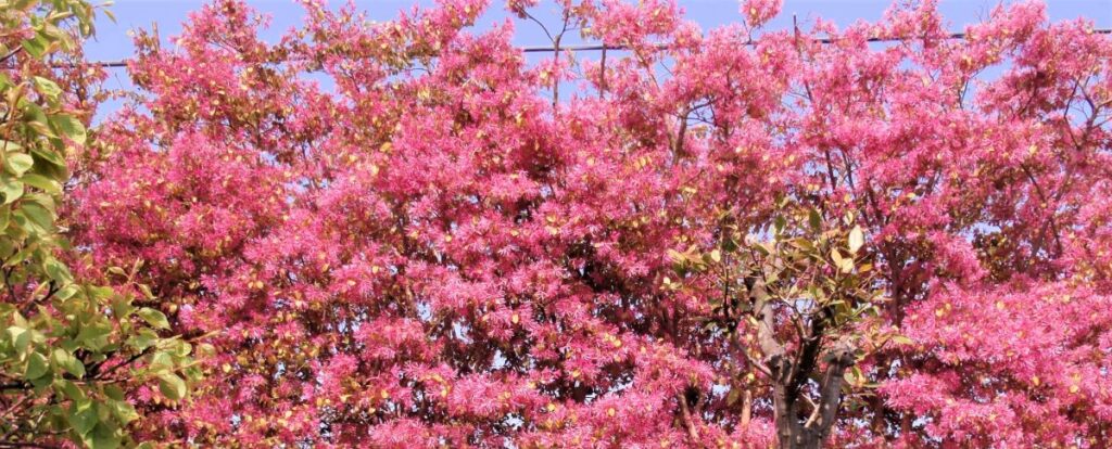 光照寺 かまくら・れぽじとり